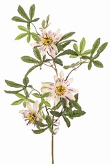 Flor de la pasión (Passiflora) con 3 flores (Ø 12 cm), 19 hojas y 2 trepadoras, 75 cm