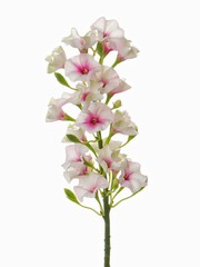 Phlox 35cm - oferta especial