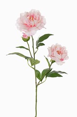 Peonía "Gaia", 2 flores (Ø 13 en Ø 10cm), 1 capullo & 16 hojas, 73cm