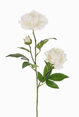 Peonía "Gaia", 2 flores (Ø 13 en Ø 10cm), 1 capullo & 16 hojas, 73cm