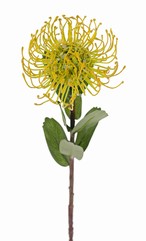 Leucospermum cordifolium, Ø 12cm, 9 feuilles, 53cm