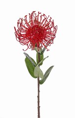 Leucospermum cordifolium, Ø 12cm, 9 feuilles, 53cm