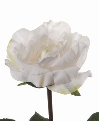 Rosa Colin, 35cm - real touch