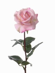Roos Caroline 70cm, real touch, Ø7,5cm
