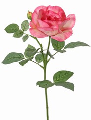 Rosier 'Garden Art' avec 1 fleur Ø 11 cm, 1 bouton Ø 2 cm & 20 feuilles, 65 cm