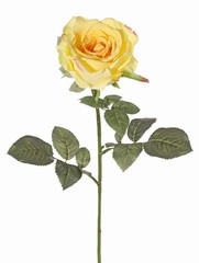 Rose 'Nova', fleur: Ø 10 cm, h. 6 cm & 19 feuilles, 75 cm