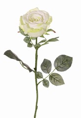 Rose 'Nova', fleur: Ø 10 cm, h. 6 cm & 19 feuilles, 75 cm