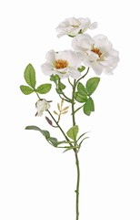 Wein-Rose, Zaun-Rose (Rosa rubiginosa), 3 Blumen (2x Ø 9cm, 1x Ø 7cm) & 1 Knospe, 24 Blätter (6 sets), 60cm