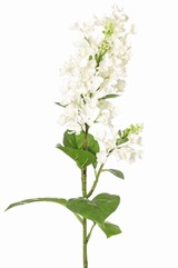 Syringa avec 2 fleurs (20 / 8 cm), 12 feuilles (3 L / 2 M / 7 S), 80 cm
