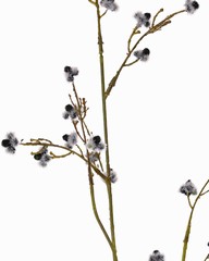 Stirlingia Latifolia (Blueboy), 30 clusters fleurs, 83cm