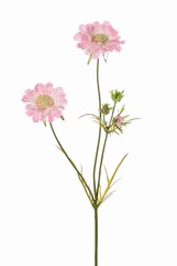 Scabiosa, 2 flores, Ø 10/8cm, 3 capullos, 4 hojas, 80cm