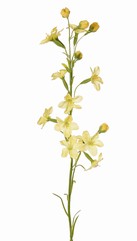 Branche de Stephanotis (fleur de mariée) avec 12 fleurs en polyester et 5 boutons floraux, 65 cm