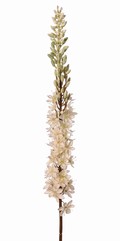 Naald van Cleopatra (Eremurus) 'Warm Fall' met 1 toorts (48x6cm) en plastic knoppen, 109 cm