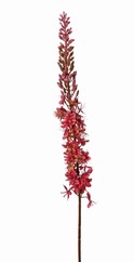 Naald van Cleopatra (Eremurus) 'Warm Fall' met 1 toorts (48x6cm) en plastic knoppen, 109 cm