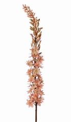Naald van Cleopatra (Eremurus) 'Warm Fall' met 1 toorts (48x6cm) en plastic knoppen, 109 cm