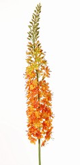 Eremurus, XL, 77 flores, 114 capullos, 132 cm