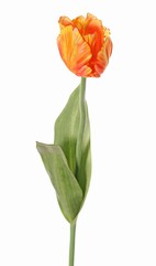 Tulip (Tulipa) parrot 'Garden Art', Ø 6 cm, h: 8,5 cm, with 2 leaves (feel real) 21 x 7,5 cm, 64 cm