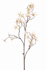 Tweedia bloementak 'Warm Fall' met 3x vertakt, 21 bloemen (&Oslash; 5 cm), geen blad, 90 cm