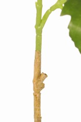 131612GR-2