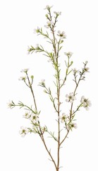 Chamelaucium uncinatum, Geraldton waxflower, Geraldton wax, 26 flowers, 78cm