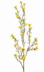 Waxbloem (Chamelaucium uncinatum) "de luxe", met 26 bloemen & 14 knop, 78cm