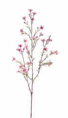 Chamelaucium uncinatum, Geraldton waxflower, Geraldton wax, 26 flowers, 78cm