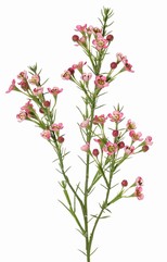 Fleur de cire (Chamelaucium uncinatum) avec 36 fleurs et 18 boutons en plastique 63 cm