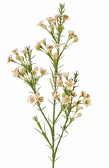 Fleur de cire (Chamelaucium uncinatum) avec 36 fleurs et 18 boutons en plastique 63 cm