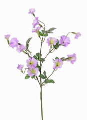Les Convolvulaceae, 15 fleurs, 14 feuilles, 63 cm