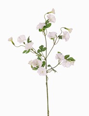 Les Convolvulaceae, 15 fleurs, 14 feuilles, 63 cm