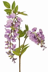 Glycines "de luxe", 2 fleurs (30cm/15cm),  29 feuilles, 105cm,  Promotion