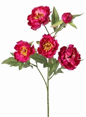 Pfingstrosenzweig mini, 3-fach verzweigt, mit 4 Blüten Ø 7 cm, (2 L/ 2 M) & 1 Knospe, 14 Blätter, 60 cm RECYCELT