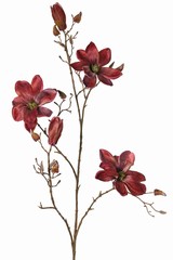 Magnolia (Beverbom) 'Indy', met 3 bloemen (2 XL/ 1 L), 2 bloemknoppen & 16 dichte knoppen, 116 cm