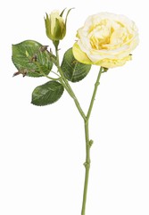 Rosenzweigchen, "Little Joy", 1 Blume, 1 Knospe, 38cm, Ø 8cm - AKTION