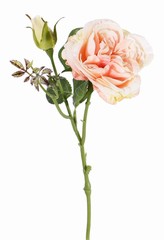 Rose twig "little joy" 1 flower, 1 bud,  38cm, Ø 8cm 