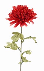 Chrysanthemum, Ø 12 cm, H. 6 cm, 5 feuilles (6 x 8  cm), 68 cm