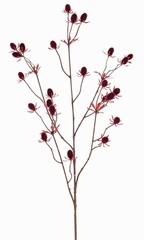 Chardon (Eryngium), 72 cm