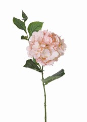 Hortensia "Spring Dream" 1 bloem met 96 petals, 10 bladeren, 78cm, Ø 15cm - ACTIE