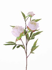 Peony "Spring Dream", x2flrs ø10/8cm, 1bud ø4cm & 25lvs, 73cm