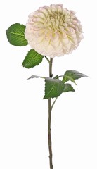 Dahlia (ball shape) 'Beauty in bloom' met 1 bloem (&Oslash; 13 cm) & 9 bladeren (3 sets), 73 cm - RECYCLED