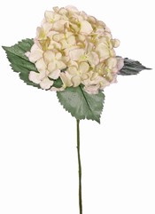Hortensia (Hydrangea) 'Beauty in bloom' met 1 bloem (&Oslash; 14 cm) & 3 bladeren, 63 cm - RECYCLED