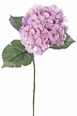 Hortensia (Hydrangea) 'Beauty in bloom' met 1 bloem (&Oslash; 14 cm) & 3 bladeren, 63 cm - RECYCLED