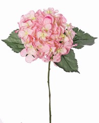 Hortensia (Hydrangea) 'Beauty in bloom' met 1 bloem (&Oslash; 14 cm) & 3 bladeren, 63 cm - RECYCLED