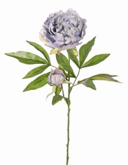 Pioenroos (Peony) 'Beauty in bloom' 1 bloem (&Oslash; 9 cm), 1 knop (&Oslash; 3 cm) & 19 bladeren, 66 cm - RECYCLED