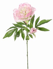 Pioenroos (Peony) 'Beauty in bloom' 1 bloem (&Oslash; 9 cm), 1 knop (&Oslash; 3 cm) & 19 bladeren, 66 cm - RECYCLED