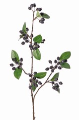 Bosbestak (Vaccinium) 'naturals' 3x vertakt, 67 bessen & 14 bladeren, 78 cm