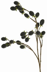 Brombeerzweig (Rubus) 'Fruity Art' mit 23 Brombeeren (11 L/ 12 M), 89 cm