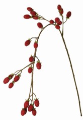 Brombeerzweig (Rubus) 'Fruity Art' groß, mit 26 Brombeeren (17 L/ 9 M), 102 cm