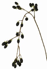 Brombeerzweig (Rubus) 'Fruity Art' groß, mit 26 Brombeeren (17 L/ 9 M), 102 cm