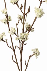 Callicarpa (Schönfrucht) mit 17 Blütenstände, Beeren aus Polyfoam, 81 cm